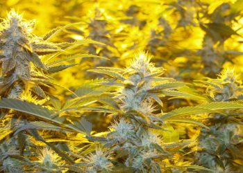 Die-Luft-und-erst-dann-der-Boden-und-das-Licht-entscheiden-über-den-Erfolg-c