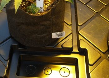 Hier-wird-Drain-aufgefangen-und-abgeleitet