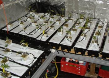 Kommerzialisierte-Growräume-wirken-häufig-etwas-lieblos-10055
