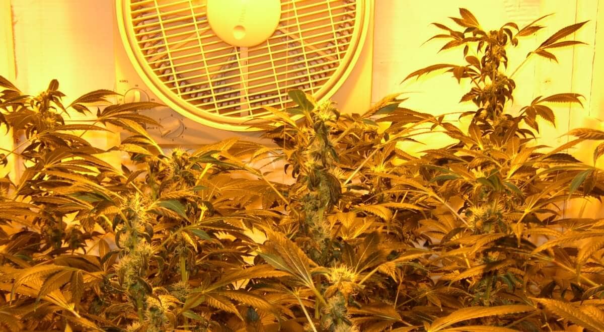 Blutephase Von Marihuana Hanf Magazin