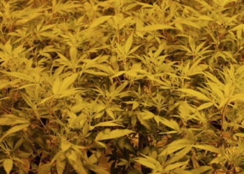 Gerade-die-Eigenschaften-der-Luft-entscheiden-über-den-Erfolg