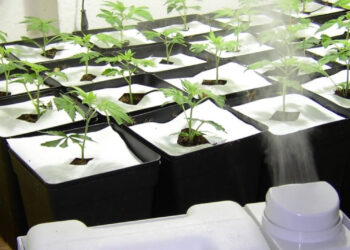 Hier-reicht-dieser-kleine-Ultraschallluftbefeuchter