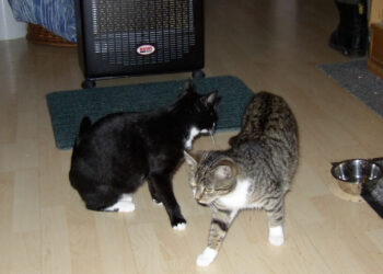 Katzen-würden-vor-dem-Ofen-liegen-oder-spielen-