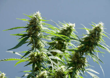 Reife-grosse-Hanfpflanze