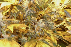 È legale coltivare varietà CBD?