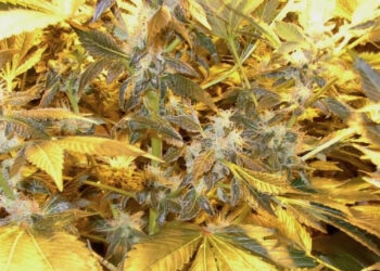 Sieht-lecker-aus-aber-was-ist-drin-1