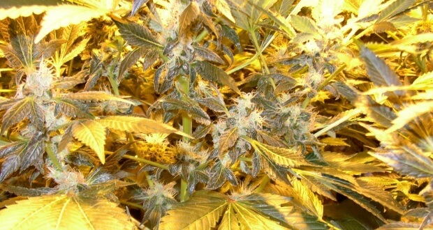 Darf Man Cbd Strains Legal Anbauen Noch Nicht Uberall