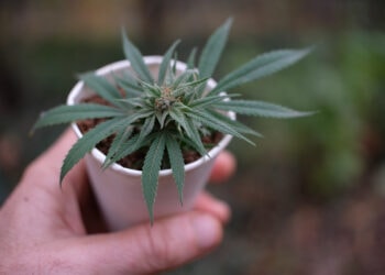 Das-Endocannabinoidsystem