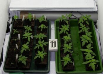Die-unterteilte-Holz-Growbox