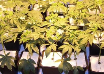 Marihuanapflanzen-aufbocken-und-den-Rücken-schonen