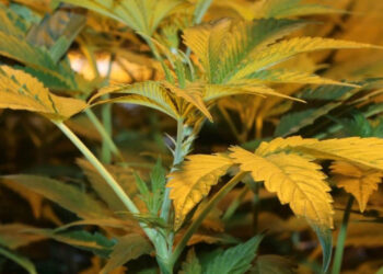 Wie-sieht-der-Raum-aus-wenn-die-Pflanzenkammer-mal-abgebaut-wird-1