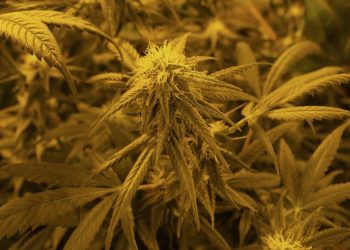 Lichtdichte Growkammer mit genügend Frischluft