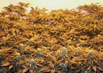 Marihuana-macht-schon-beim-Anbau-und-nicht-erst-danach-Spass-10055