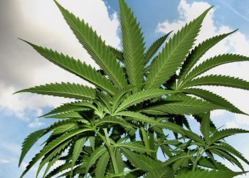 Ärzte und Wissenschaftler über Cannabis