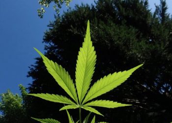 Animiert Cannabis-Legalisierung zum Kiffen?