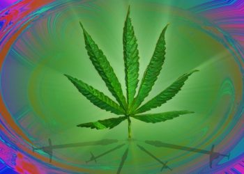 Cannabis – eine Ein- oder Ausstiegsdroge?