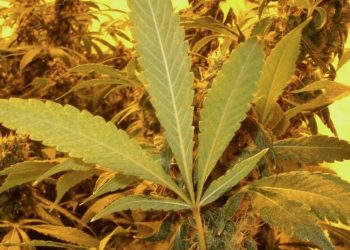 Den Spinnmilbenbefall erkennen