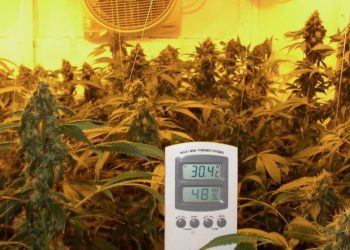 Erst verstehen, dann Spinnmilben bekämpfen