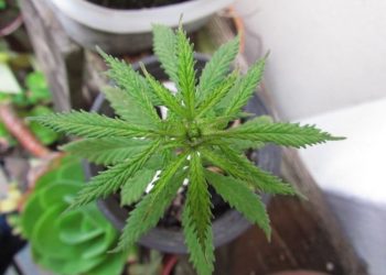 Erster Patient mit Eigenanbau-Genehmigung