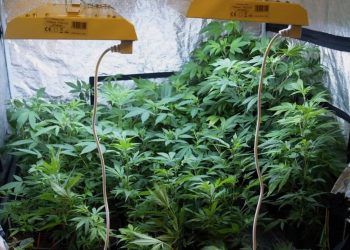 Growkammer Stromleitungen ziehen