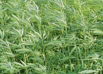 Internationale Drogenpolitik in der Zerreißprobe