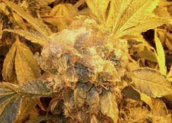 Luftfeuchtigkeit gegen Spinnmilben