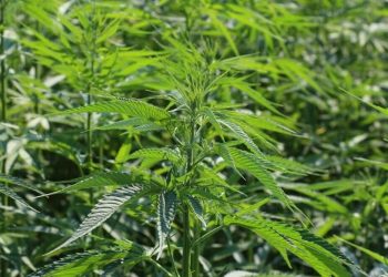 Medizinhanf auf US Bundesebene legal