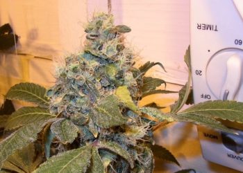 Hanf Schädlinge und Krankheiten beim Marihuanaanbau