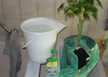 Spritzmittel-gegen-Spinnmilben