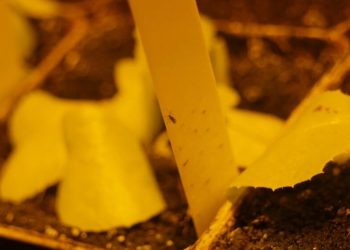 Trauermücken mit Nematoden bekämpfen