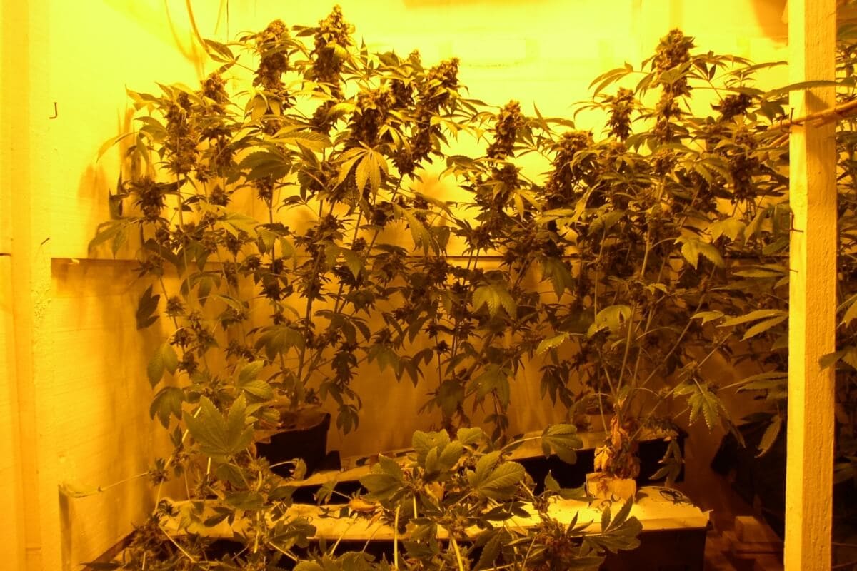 Wurzelfule beim Marihuanaanbau kann meist umgangen werden