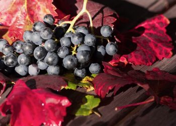 Cannabis und Wein – beruhigend, berauschend und schmackhaft