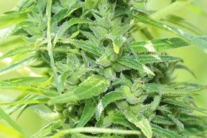 Descarboxilação da maconha: como potencializar seus efeitos