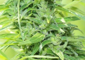 Decarboxylierung von Marihuana macht es potenter