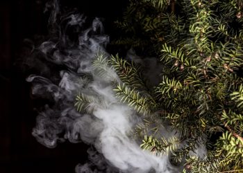 Fragen und Antworten – Cannabis FAQ Teil 2