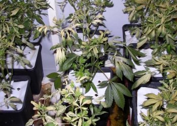 Geplatztes Leuchtmittel lässt Pflanzen sterben