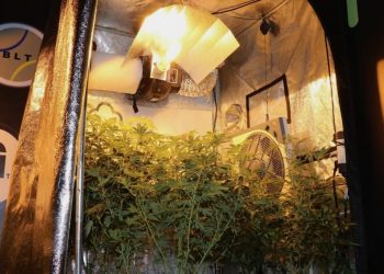 Growraum Leuchtmittel verlieren irgendwann ihre Leistung