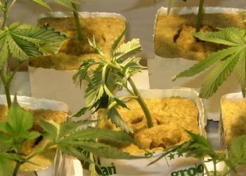 Hitzeprobleme im Growraum vermeiden