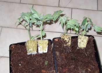 Hitzeschäden an Jungpflanzen