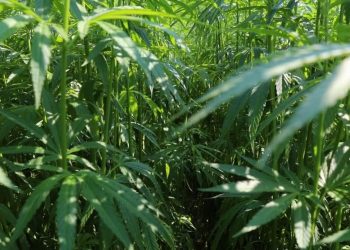 Mehr Ertrag von der Fläche – Zweitfrucht Hanf