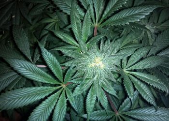 Streckmittel in Marihuana – wie man sie erkennt und welche Risiken es gibt