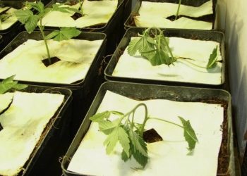 Umfallkrankheit oder Luft zu trocken?