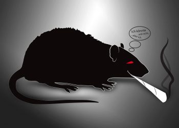 Was passiert, wenn man Ratten Cannabis verabreicht?