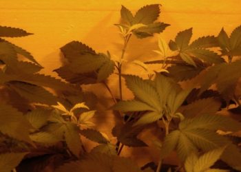 Wurzelfäule beim Marihuanaanbau