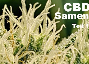 CBD Samen von seedmarket – Teil 1