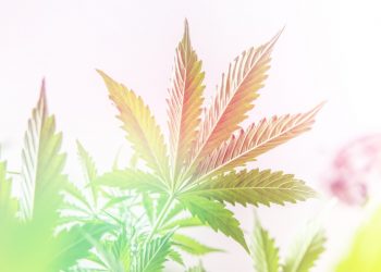 Mehrheitsgrenze endlich erreicht – wie nah sind wir an der Legalisierung in Deutschland?
