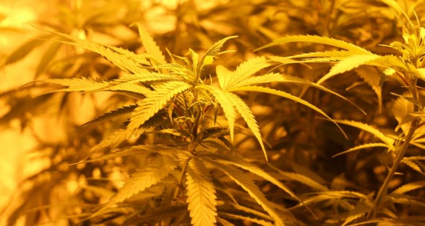 The 100 Wie Viele Staffeln