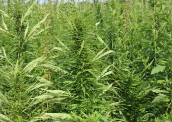 AGES – Österreichs staatliches Hanfmonopol laut VfGh nicht verfassungswidrig