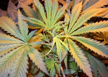 Guten Rutsch ohne böses Erwachen