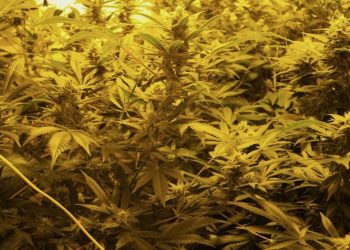 Die eigene Sicherheit beim Marihuanaanbau